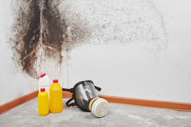 Best Mold Damage Repair  in River Ridge, LA