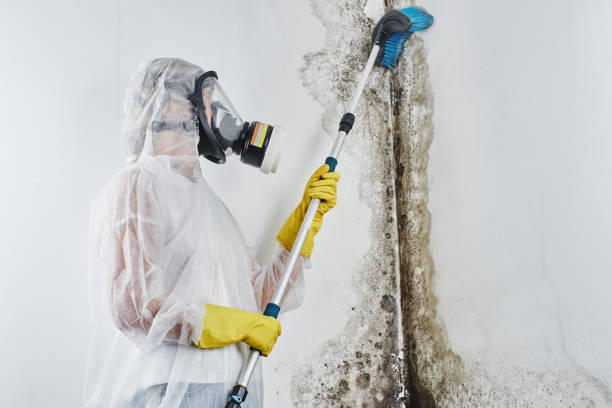 Best Certified Mold Removal  in River Ridge, LA