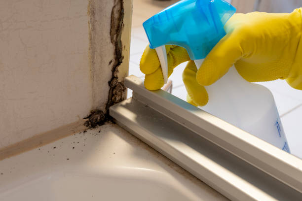 Certified Mold Removal in River Ridge, LA