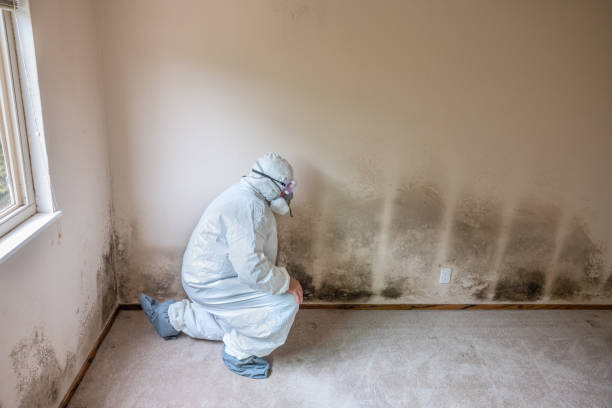 Mold Testing and Removal in River Ridge, LA