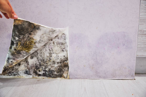 Best Commercial Mold Removal  in River Ridge, LA